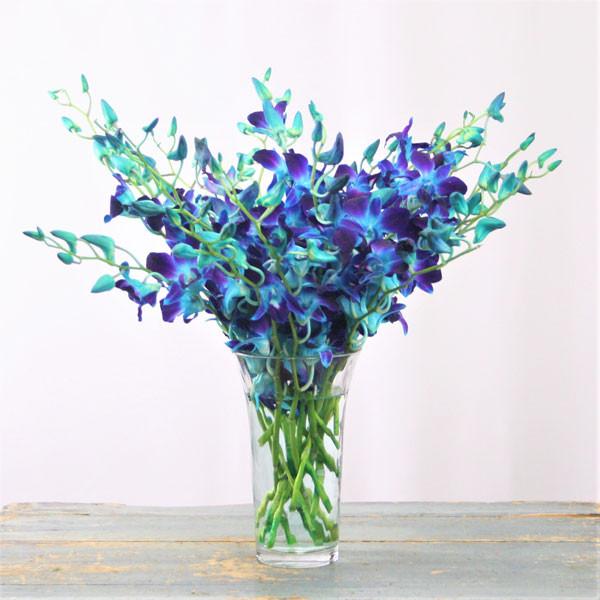 http://www.gtaflowerdelivery.ca/cdn/shop/products/blue-orchid-1_aaf208a4-1cf3-42cd-8579-29d2bbd51978.jpg?v=1612110639