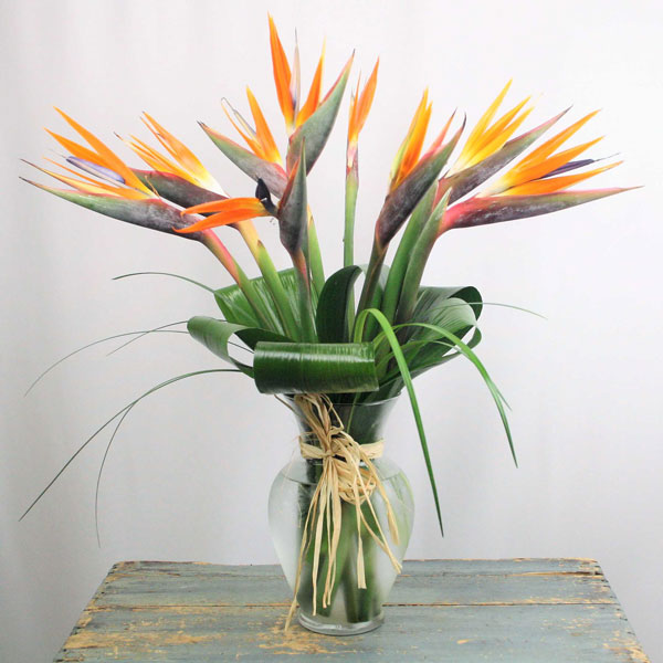 Birds of Paradise ( one dozen birds of paradise )